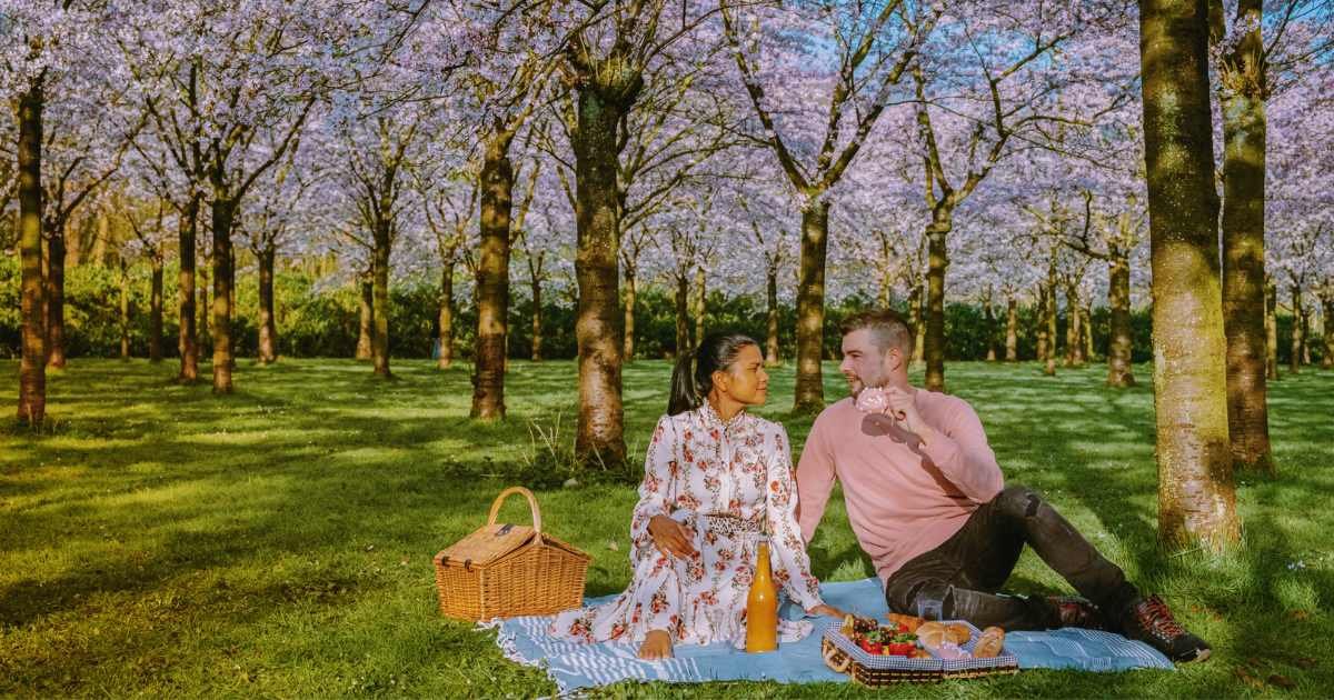 couple having picnic under cherry trees